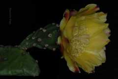 Opuntia ficus-indica